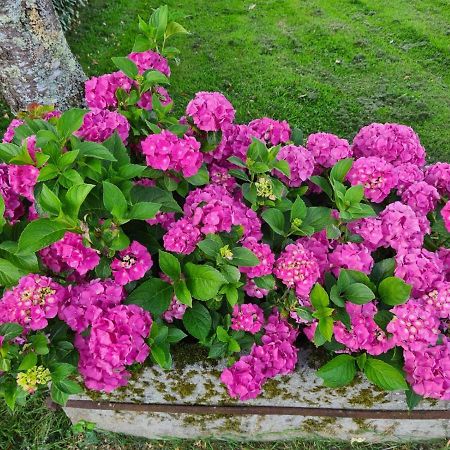 Bed and Breakfast La Fraise Chaumont-sur-Tharonne Exterior foto