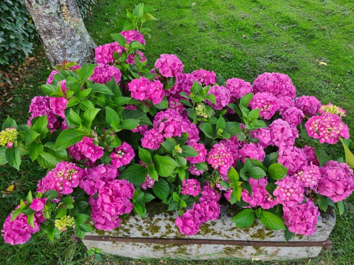 Bed and Breakfast La Fraise Chaumont-sur-Tharonne Exterior foto